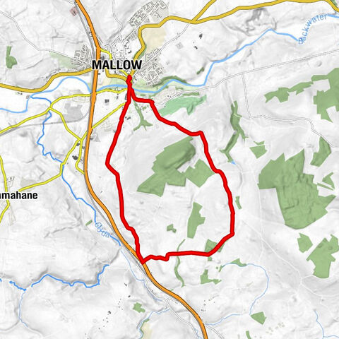 Mallow