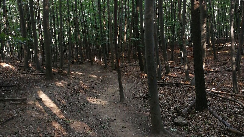 Harta